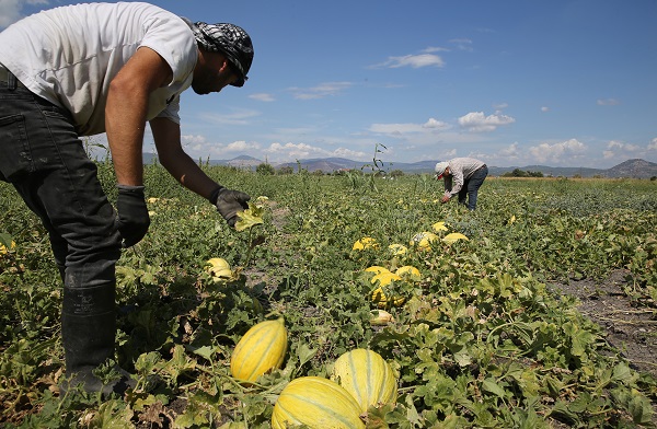 Foto - Kış sofraları için hummalı çalışma başladı