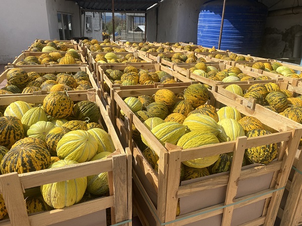 Foto - Kış sofraları için hummalı çalışma başladı