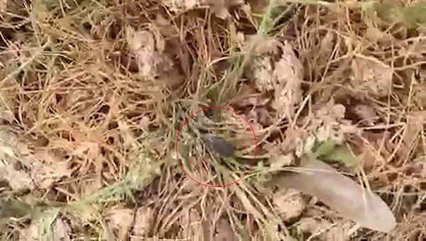 Kış teğet geçince olanlar oldu! O ilimiz adeta kene istilasına uğradı