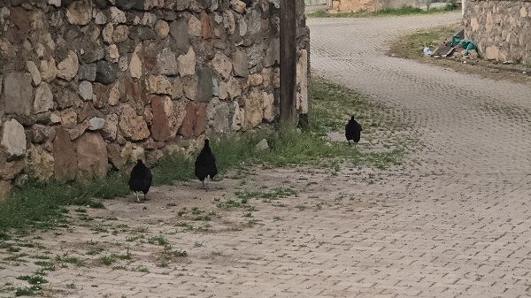 Foto - Kış teğet geçince olanlar oldu! O ilimiz adeta kene istilasına uğradı