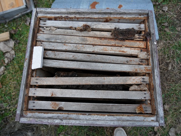 Foto - Kış uykusuna yatmayan ayılar kabus oldu