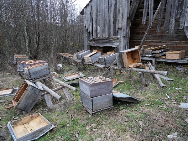 Foto - Kış uykusuna yatmayan ayılar kabus oldu