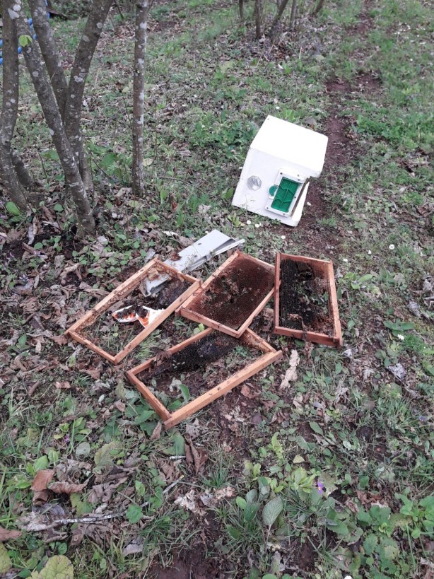 Kış uykusundan kalkan ayılar arı kovanlarını parçaladı