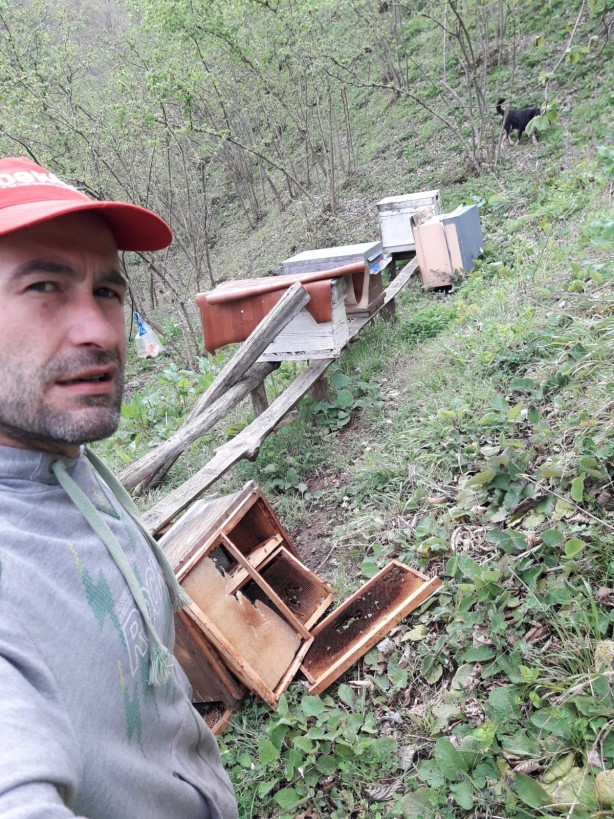 Foto - Kış uykusundan kalkan ayılar arı kovanlarını parçaladı
