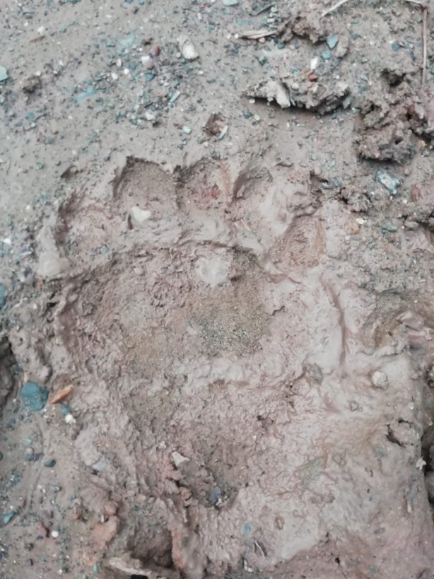 Foto - Kış uykusundan kalkan ayılar arı kovanlarını parçaladı