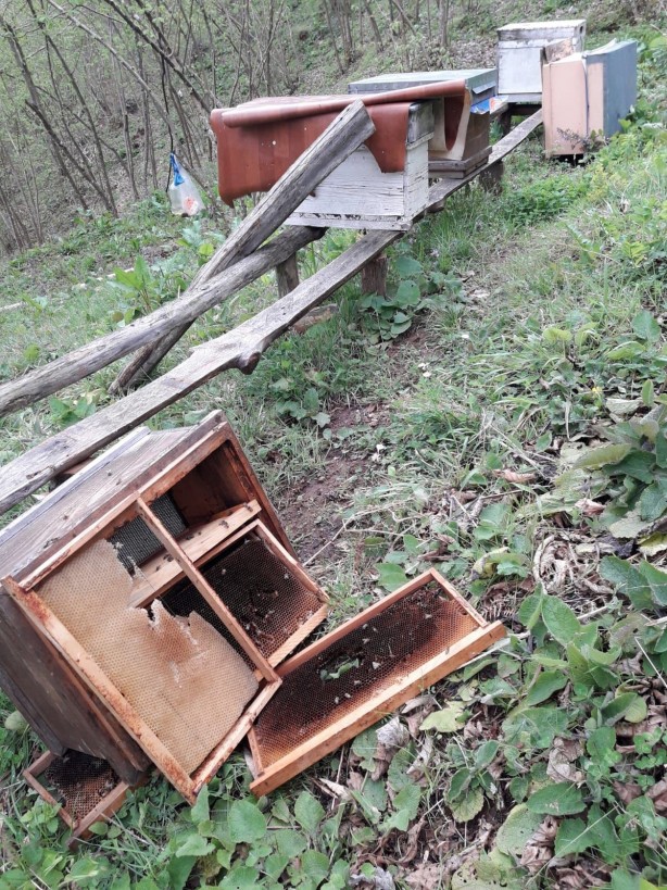 Foto - Kış uykusundan kalkan ayılar arı kovanlarını parçaladı