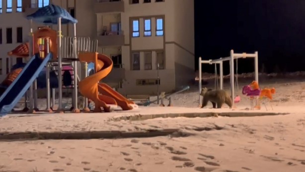 Foto - Kış uykusundan uyanan ayılar yavrularıyla birlikte TOKİ lojmanlarında gözlerini açtılar! 