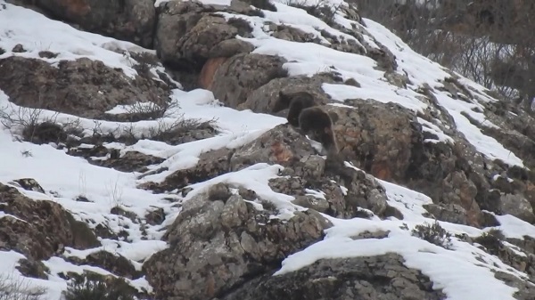 Foto - Kış uykusundan uyanan bozayı dronla görüntülendi