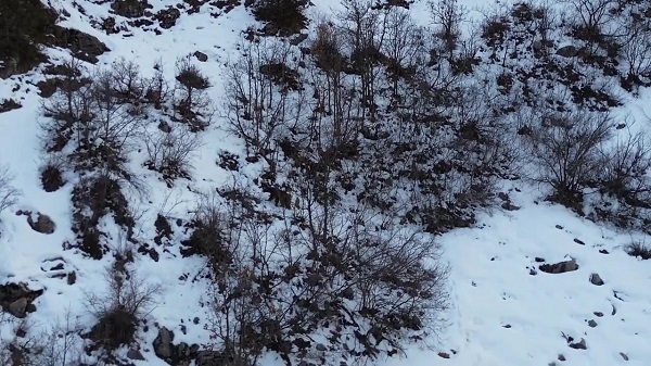 Foto - Kış uykusundan uyanan bozayı dronla görüntülendi