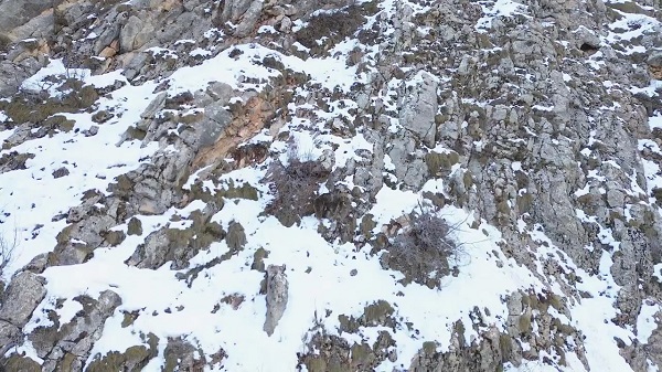 Foto - Kış uykusundan uyanan bozayı dronla görüntülendi
