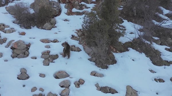 Foto - Kış uykusundan uyanan bozayı dronla görüntülendi