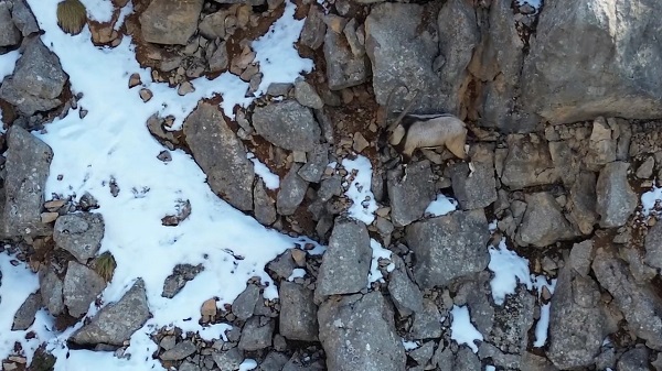 Foto - Kış uykusundan uyanan bozayı dronla görüntülendi