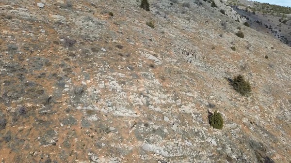 Foto - Kış uykusundan uyanan bozayı dronla görüntülendi