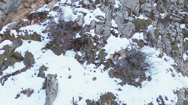 Foto - Kış uykusundan uyanan bozayı dronla görüntülendi