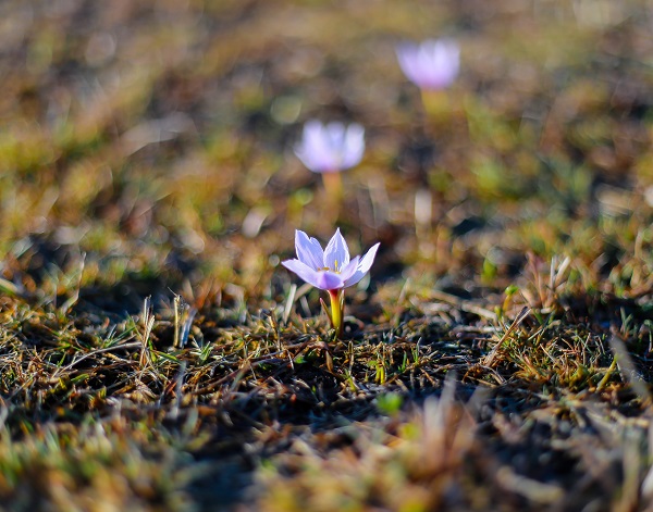 Foto - Kışı çetin geçtiği Ardahan'da kardelenler açtı