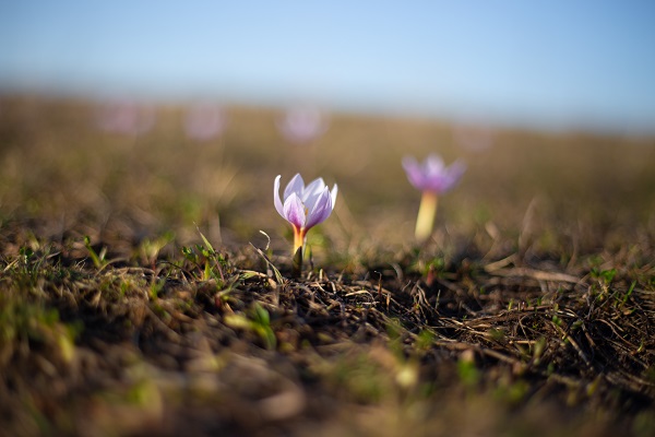 Foto - Kışı çetin geçtiği Ardahan'da kardelenler açtı