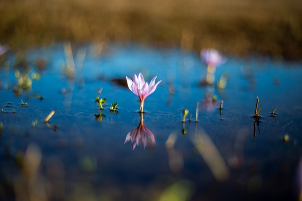 Foto - Kışı çetin geçtiği Ardahan'da kardelenler açtı