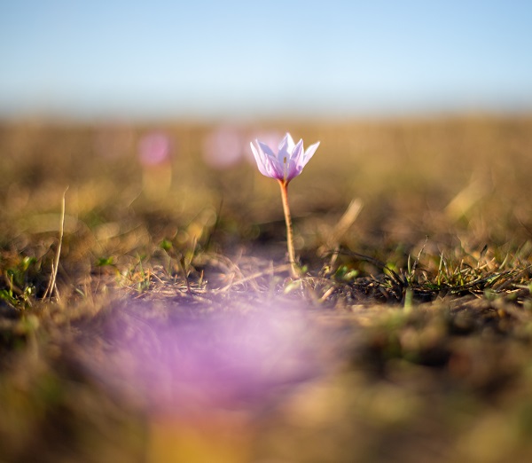 Foto - Kışı çetin geçtiği Ardahan'da kardelenler açtı