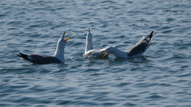 Foto - Kışın atlı kızak gezintisi yapılan Çıldır Gölü’nde buzlar eriyor! O anlar dronla görüntülendi!