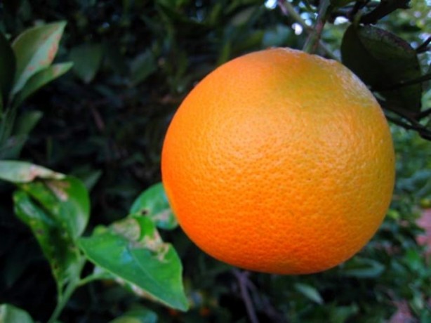 Foto - Kışın bu meyveleri bol bol tüketin!