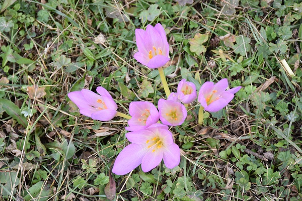 Foto - Kışın habercileri yaylaları süsledi