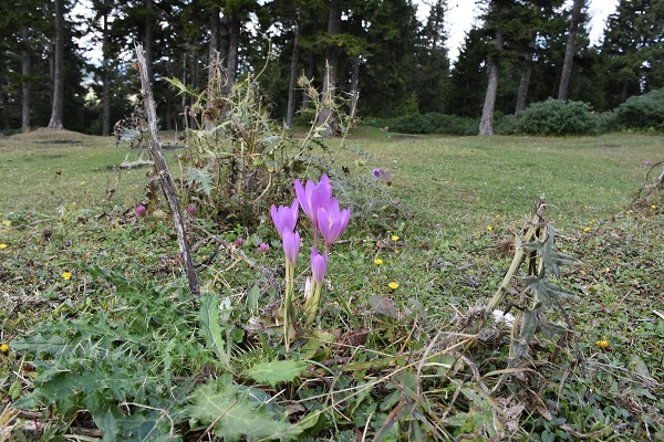 Foto - Kışın habercileri yaylaları süsledi