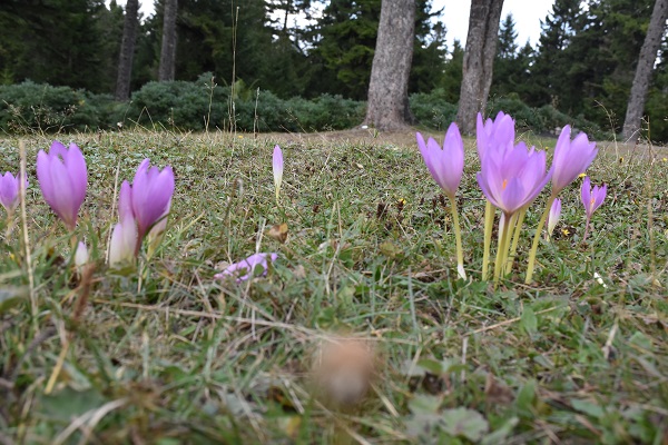Foto - Kışın habercileri yaylaları süsledi