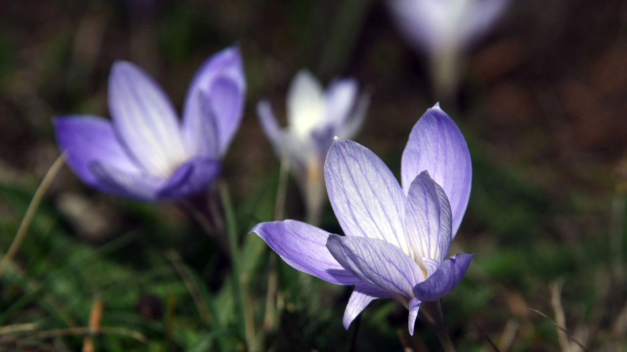 Foto - Kışın habercisi! Ilgaz Dağı mor renge büründü