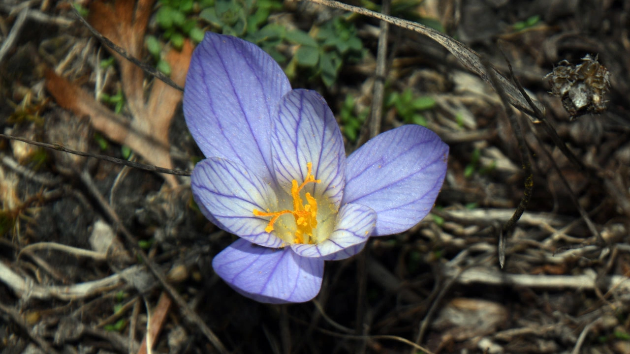 Foto - Kışın habercisi! Ilgaz Dağı mor renge büründü