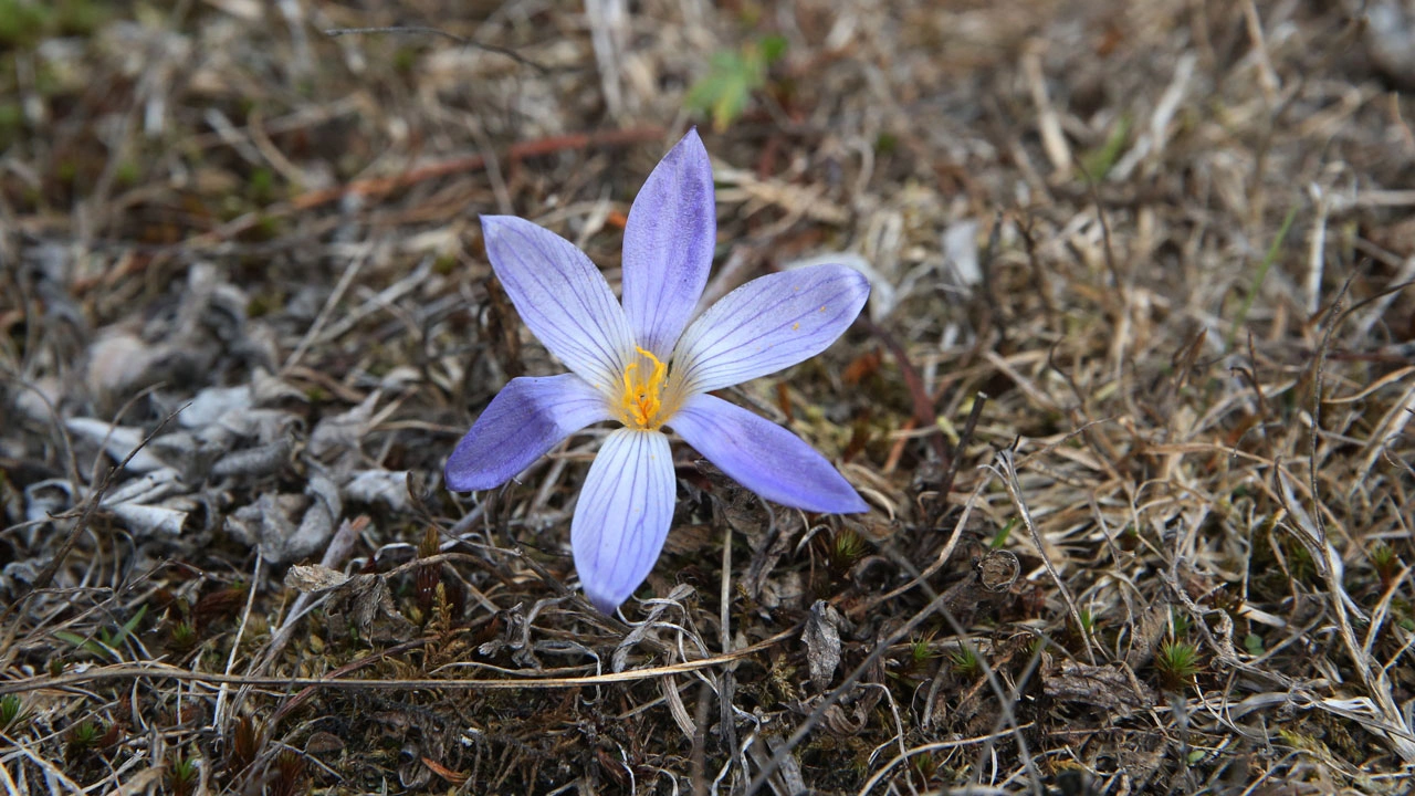 Kışın habercisi! Ilgaz Dağı mor renge büründü
