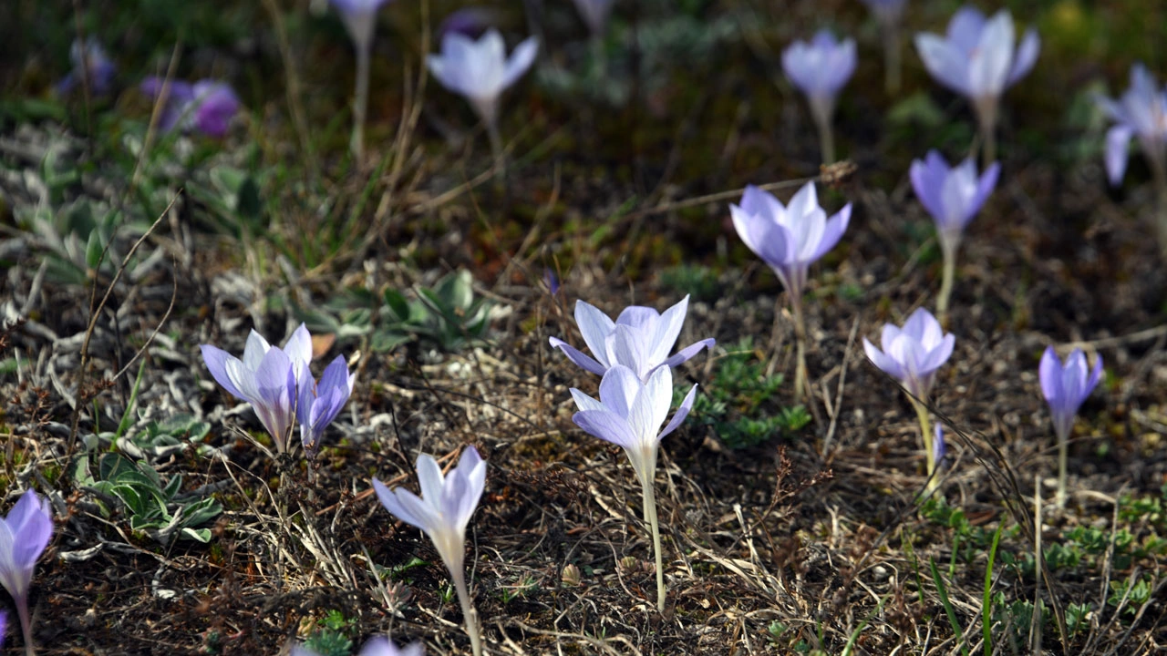 Foto - Kışın habercisi! Ilgaz Dağı mor renge büründü