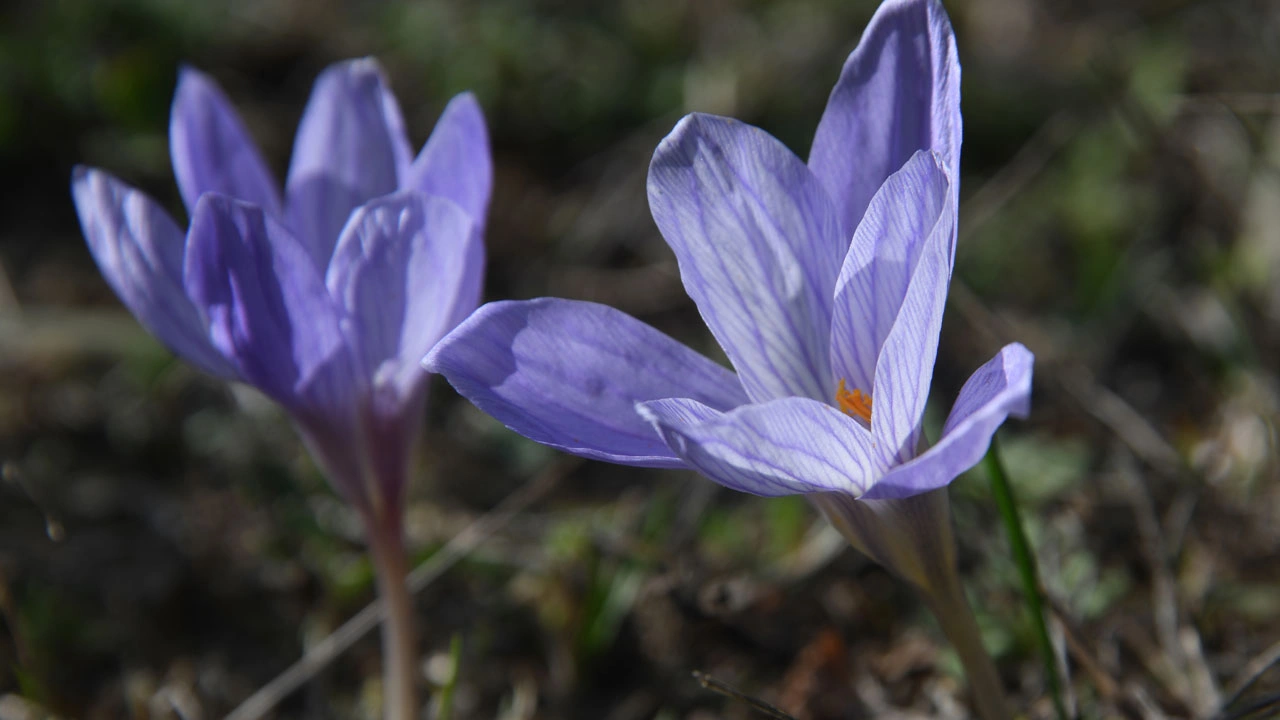 Foto - Kışın habercisi! Ilgaz Dağı mor renge büründü