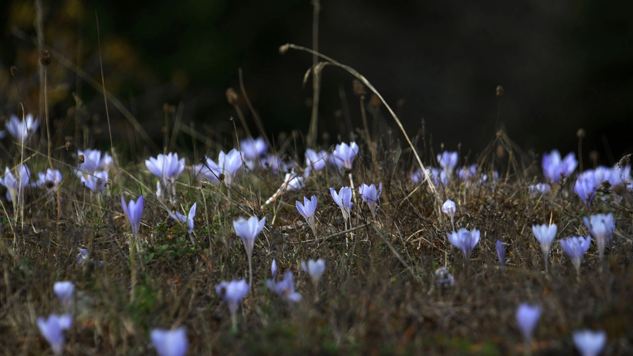 Foto - Kışın habercisi! Ilgaz Dağı mor renge büründü