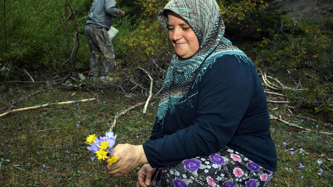 Foto - Kışın habercisi! Ilgaz Dağı mor renge büründü