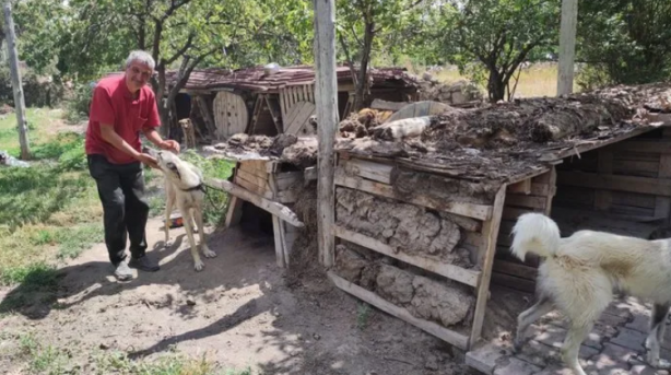 Foto - Kısırlaştırılmış 85 köpeğe bakıyor