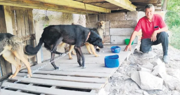 Foto - Kısırlaştırılmış 85 köpeğe bakıyor