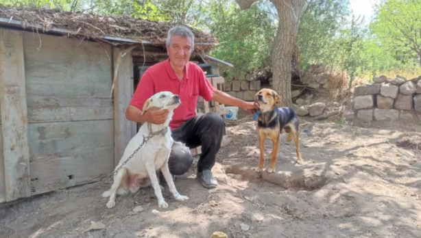 Foto - Kısırlaştırılmış 85 köpeğe bakıyor