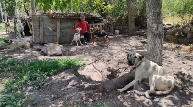 Foto - Kısırlaştırılmış 85 köpeğe bakıyor