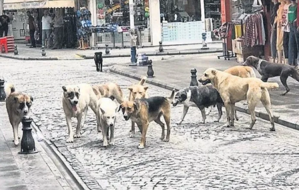 Foto - Kısırlaştırılmış 85 köpeğe bakıyor