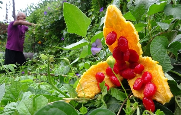 Foto - Kısmeti bahçesine geldi... Tanesini 10 TL'den satıyor
