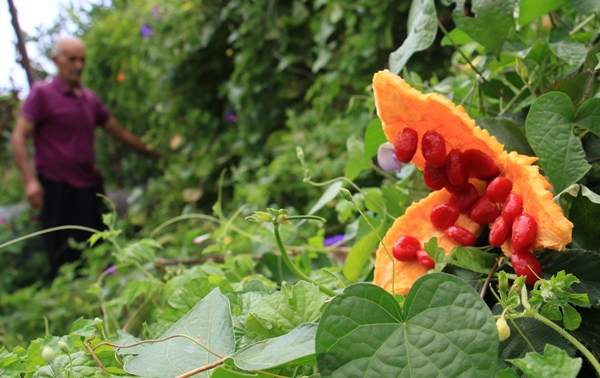 Foto - Kısmeti bahçesine geldi... Tanesini 10 TL'den satıyor