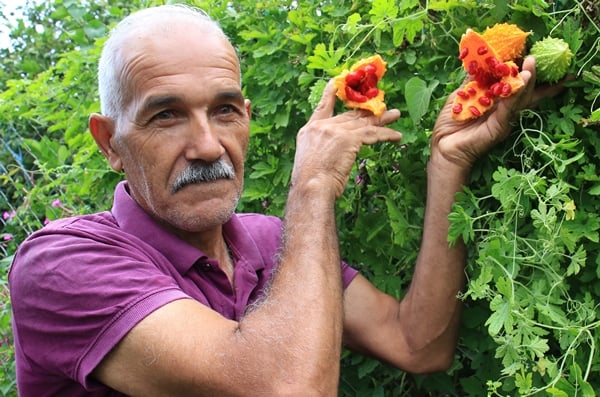 Foto - Kısmeti bahçesine geldi... Tanesini 10 TL'den satıyor