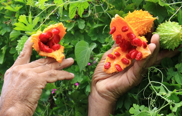 Foto - Kısmeti bahçesine geldi... Tanesini 10 TL'den satıyor