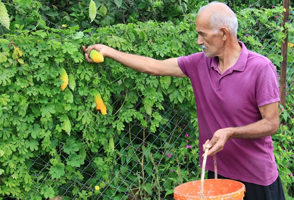 Foto - Kısmeti bahçesine geldi... Tanesini 10 TL'den satıyor