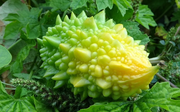 Foto - Kısmeti bahçesine geldi... Tanesini 10 TL'den satıyor