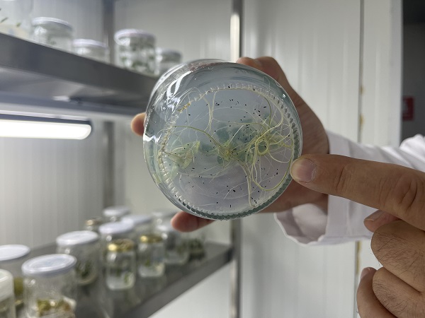 Foto - Kıtlığa karşı ata tohumlu çözüm