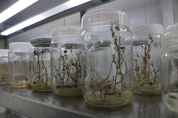 Foto - Kıtlığa karşı ata tohumlu çözüm