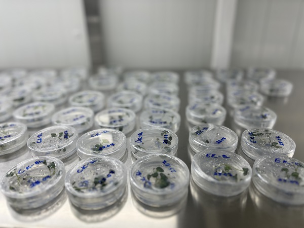 Foto - Kıtlığa karşı ata tohumlu çözüm