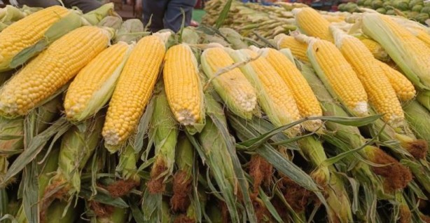 Foto - Kıtlık nedeniyle mısır ürünlerinin ihracatını yasakladılar
