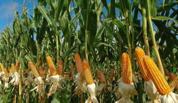 Foto - Kıtlık nedeniyle mısır ürünlerinin ihracatını yasakladılar